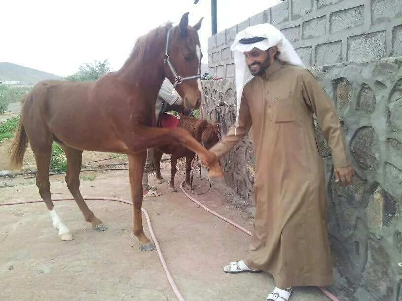 فندق مزرعة واسطبل الريان للخيل العربية الأصيلة المدينة المنورة المملكة العربية السعودية